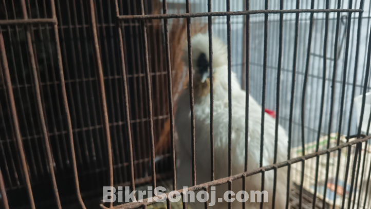 সিল্কি মুরগি